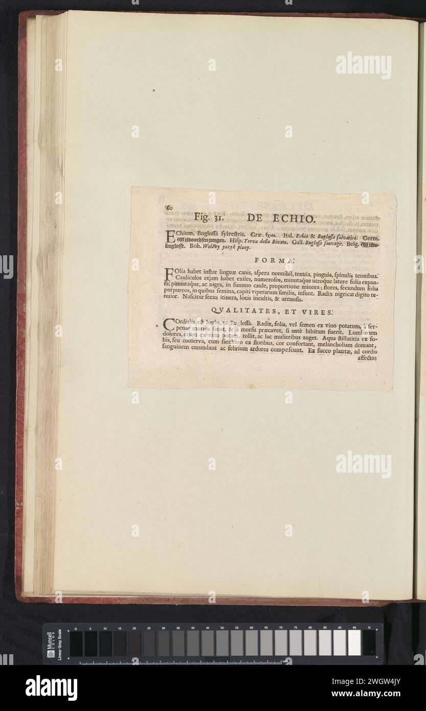 Abb. 31 'de Echio' im Herbarium der Bücher von 1640, Anselmus Boëtius de Boodt, 1640 Textblatt Beschrijving bij Abb. 31 op. 60 in: Anselm Boë de Boot I. C. Brugensis & Rodolphi 2. Imp. Roman. Arzte aus den Schlafzimmern von Blumen, Kräutern und Früchten von selectior Icons, und die Stärke des Unbekannten. Onderdeel van het Album Met Bladen en platen verschickt de Boodts Herbarium van 1640. Het twaalfde van twaalf Alben Met Aquarellen van dieren, vogels en planten bekend Rond 1600, gemaakt in Opdracht van Keizer Rudolf 2. Gebrauchtes Papier. Tintendruck im Buchdruck Stockfoto