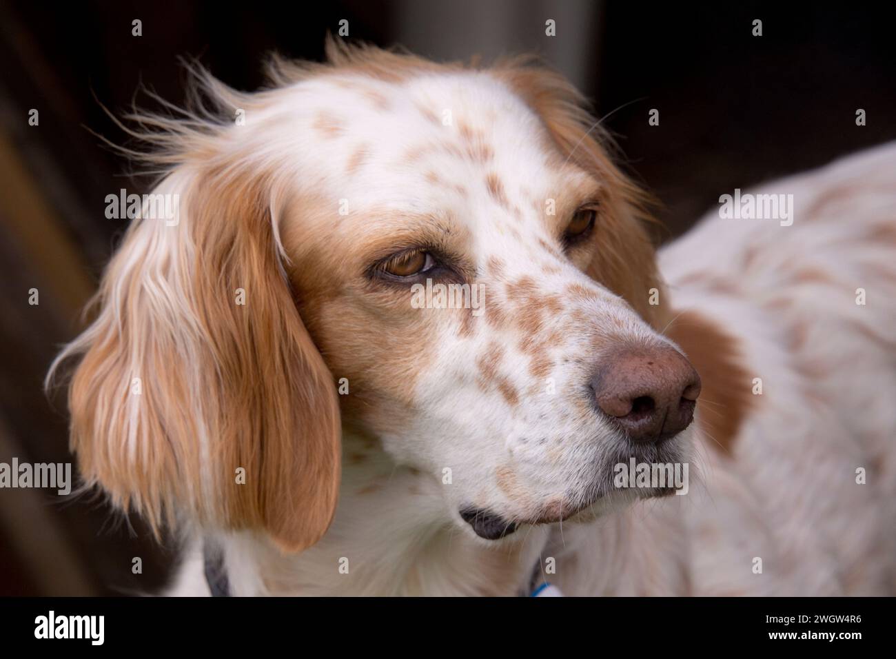 Leiter einer Rettungsaktion, die orangen belton English Setter Hündin beobachtet aufmerksam, Berkshire, Mai Stockfoto