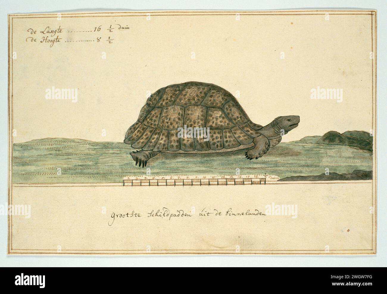 Testudo pardalis (Leopardenschildkröte), 1777–1786, die große Schildkröte (Testudo pardalis) aus dem Inneren zeichnet; mit einer Skala auf den Rahmenlinien am unteren Rand der Leistung und einer Länge und Höhe oben links. Papier. Tintenstift/Pinsel Stockfoto