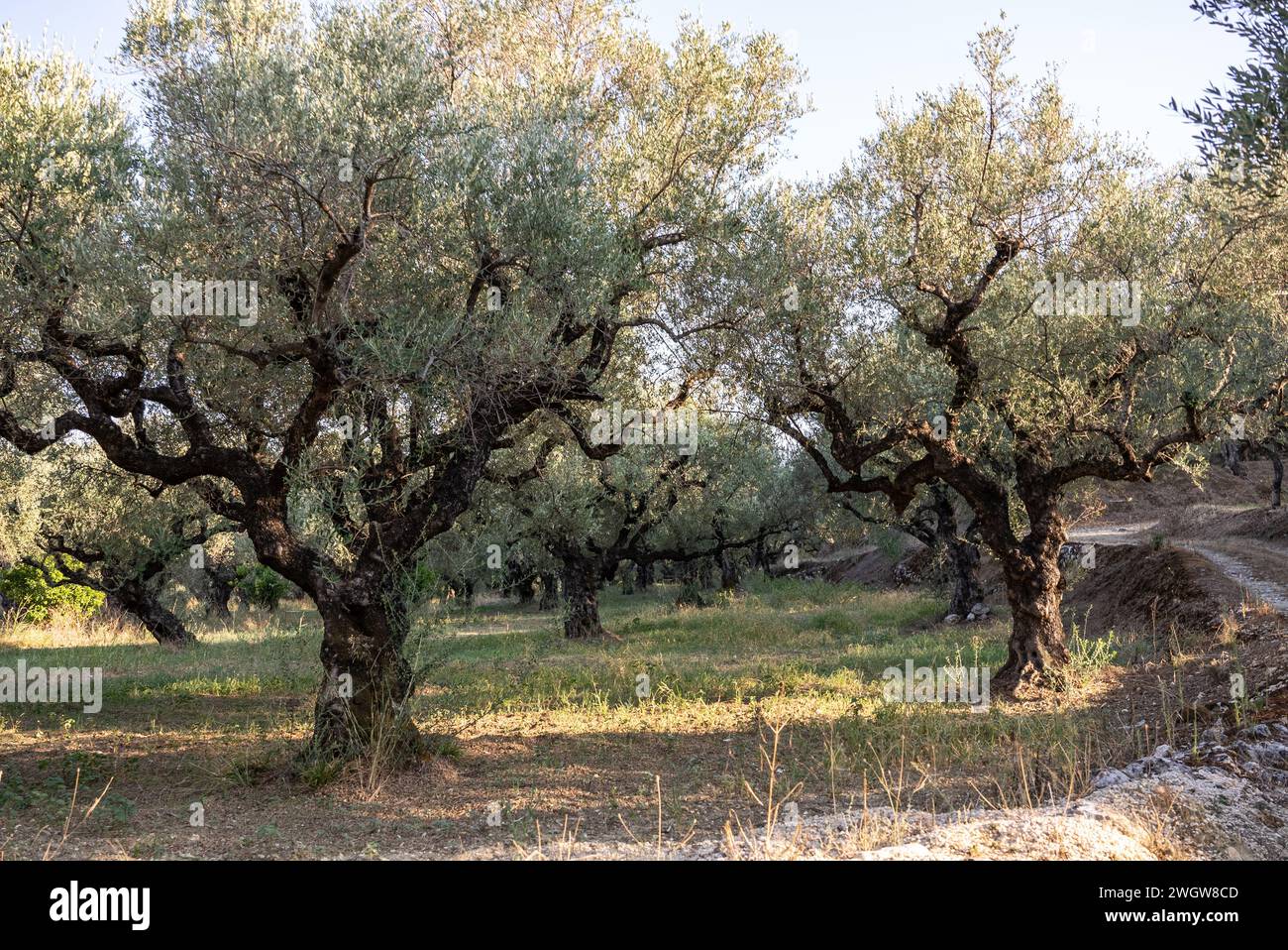 Der alte Olivenbaum im Park in Griechenland. Olivenhain auf dem Land der Insel Zakynthos. Olivenbäume im Olivenhain der griechischen Insel. O Stockfoto