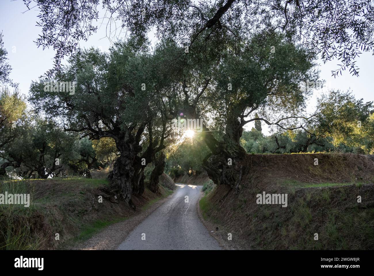 Der alte Olivenbaum im Park in Griechenland. Olivenhain auf dem Land der Insel Zakynthos. Olivenbäume im Olivenhain der griechischen Insel. O Stockfoto