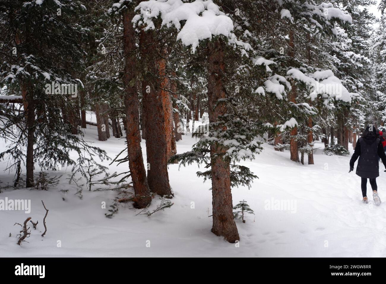 Foto des Waldes mit subalpinen Tannen, Limber-Kiefern und Borstlecone-Kiefern im Winter am Echo Lake, Idaho Springs in Colorado, USA. Stockfoto