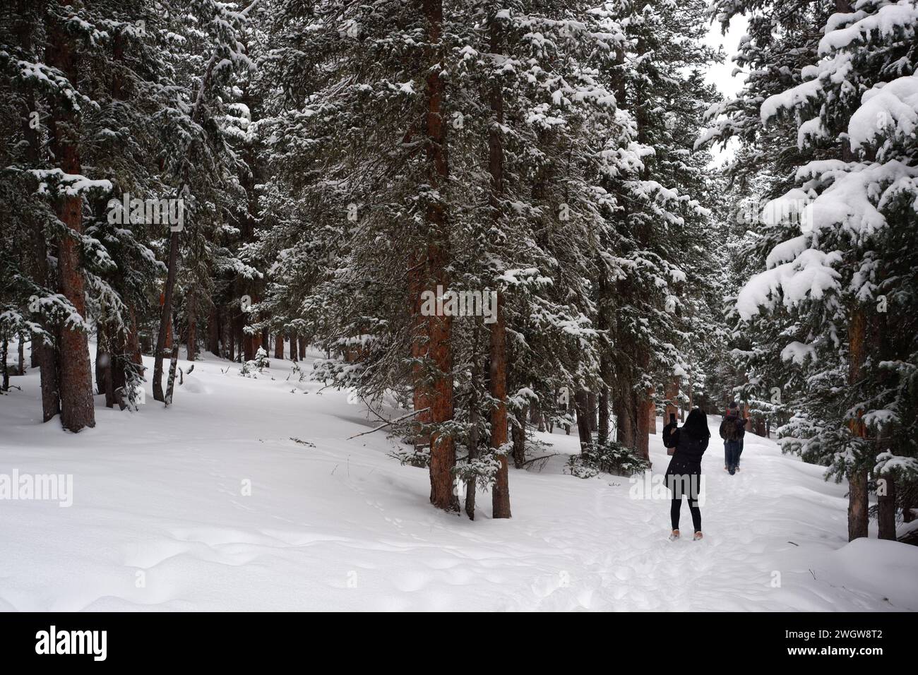 Foto des Waldes mit subalpinen Tannen, Limber-Kiefern und Borstlecone-Kiefern im Winter am Echo Lake, Idaho Springs in Colorado, USA. Stockfoto