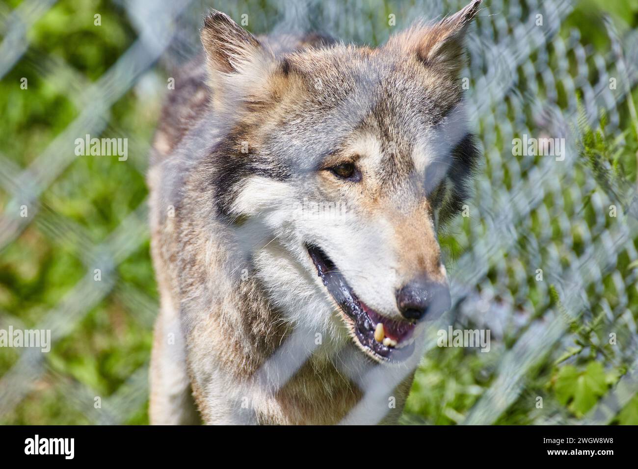 Ausdrucksstarkes Wolfsgesicht mit verschwommenem Zaun - Blick auf Augenhöhe im Wolf Park Stockfoto