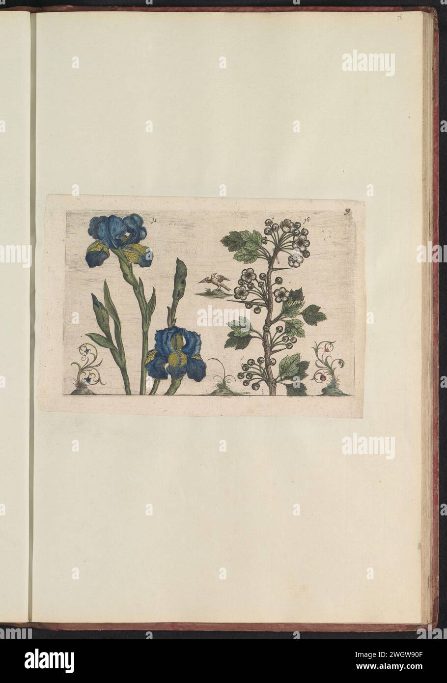 Baardiris (Iris Germanica) und Koraalmeuroorn (Crataegus Curvisepala), Anonym, nach Crispijn van de Passe (I), 1640 Abdruck Baardiris und Koraalmeidoorn. Mit einem Vogel auf einem Felsen und ein paar Zierlippen mit Blumen. Abb. 15 und 16 auf einem Blatt von Hand nummeriert 9. In: Anselmi Boëtii das Boot i. c. Brugsis & Rodolphi II Imp. Neu. Medici a Cubiculis Florum, Herbarum, AC Fructuum Selectiorum Icones & vires Pleraque Hacttenus Ignotæ. Teil des Albums mit Zeitschriften und Platten aus dem Boodts Herbarium von 1640. Das zwölfte von zwölf Alben mit Aquarellen von Tieren, Vögeln und Pflanzen bekannt Stockfoto