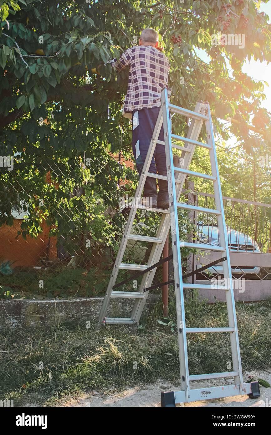 Ein Mann sammelt Kirschfrüchte im Garten. Seniorenleben. Sommerernte. Mann auf Leiter im Garten. Agrararbeit. Früchte sammeln. Stockfoto