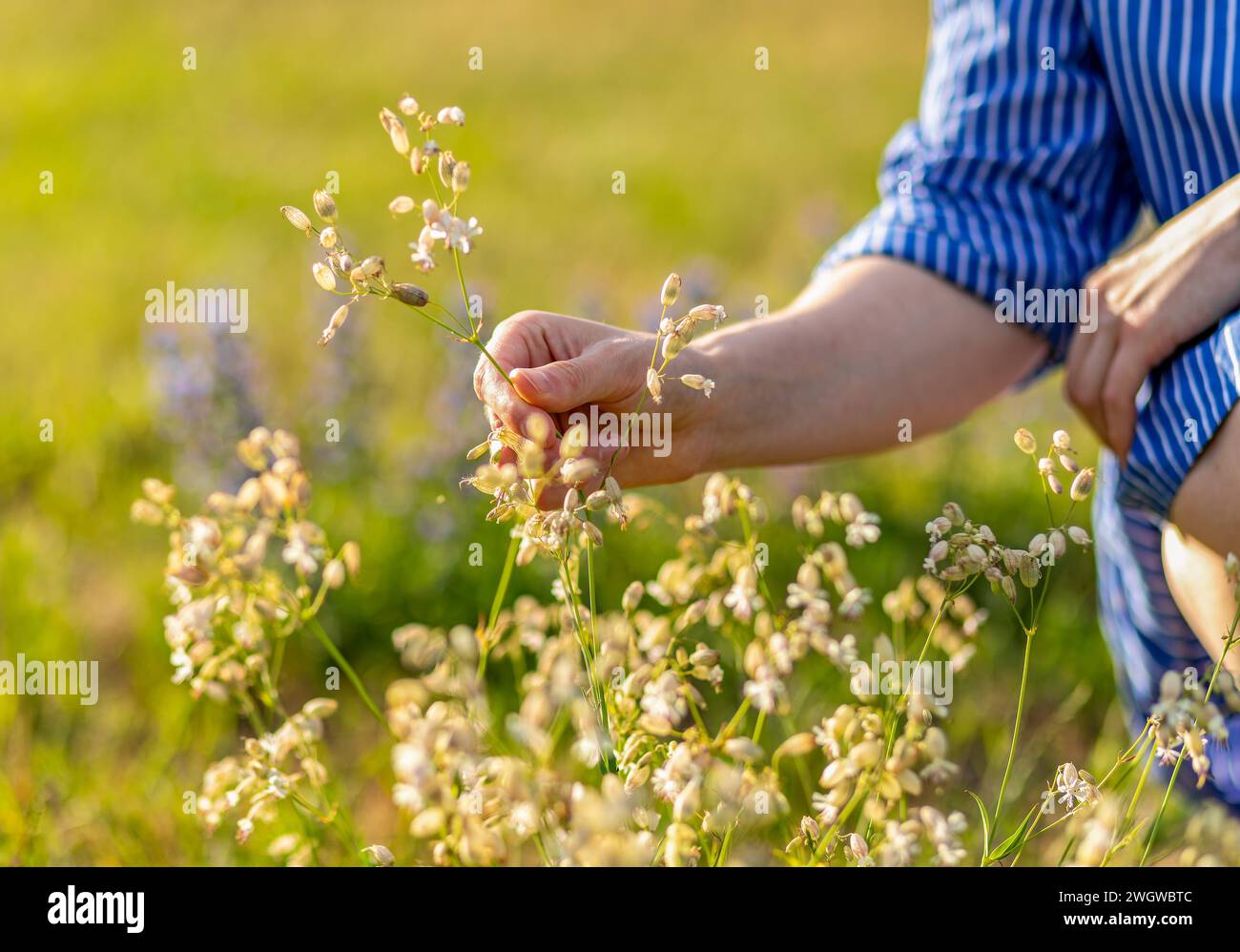 Hand sammeln, Sommerblumen sammeln, Feldblumen sammeln, Blüten in der Natur Stockfoto