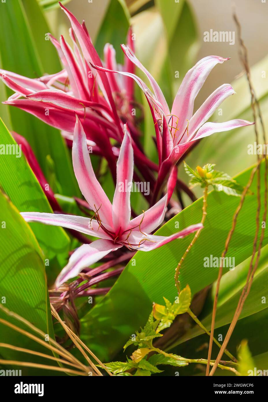 Nahaufnahme eines Crinum asiaticum, einer einheimischen Lilie aus Kap Verde. Hochwertige Fotos Stockfoto