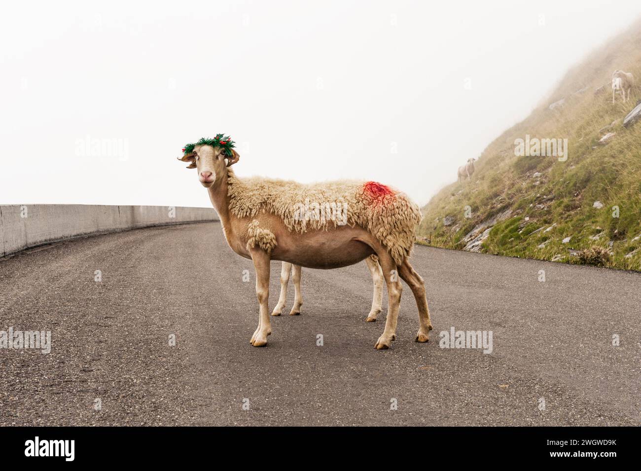 Bergschafe, mit weihnachtlichem Deko-Kopfkleid und Grün über den Ohren und auf dem Kopf, Pyrenäen, Frankreich Stockfoto