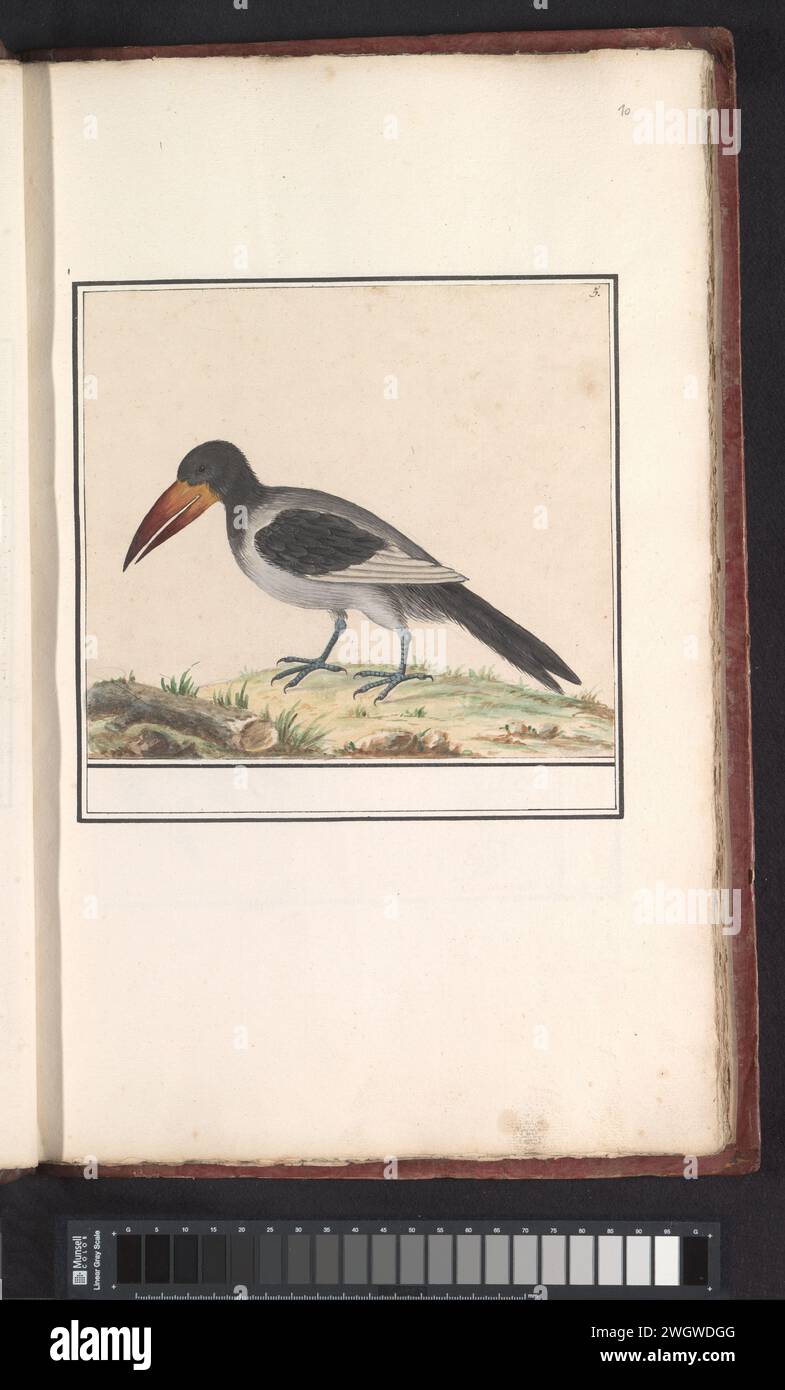 Unbekannter Vogel, Anselmus Boëtius de Boodt, 1596–1610 Zeichnung Unbekannter Vogel. Rechts oben nummeriert: 5. Teil des dritten Albums mit Zeichnungen von Vögeln. Fünfter von zwölf Alben mit Zeichnungen von Tieren, Vögeln und Pflanzen, die um 1600 bekannt waren, im Auftrag von Kaiser Rudolf II Mit Erläuterungen in Niederländisch, Lateinisch und Französisch. Zeichner: Praagdraughtsman: Delfter Papier. Aquarell (Farbe). Deckfarbe. Bleistiftpinsel Vögel Stockfoto