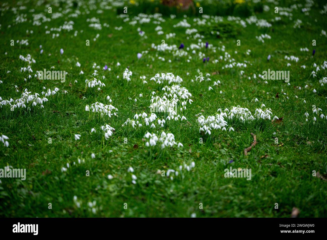 London, Großbritannien. Februar 2024. UK Wetter sehr frühe Tulpen (Tulipa) und Schneeglöckchen (Galanthus) in St James Park London UK Credit: Ian Davidson/Alamy Live News Stockfoto