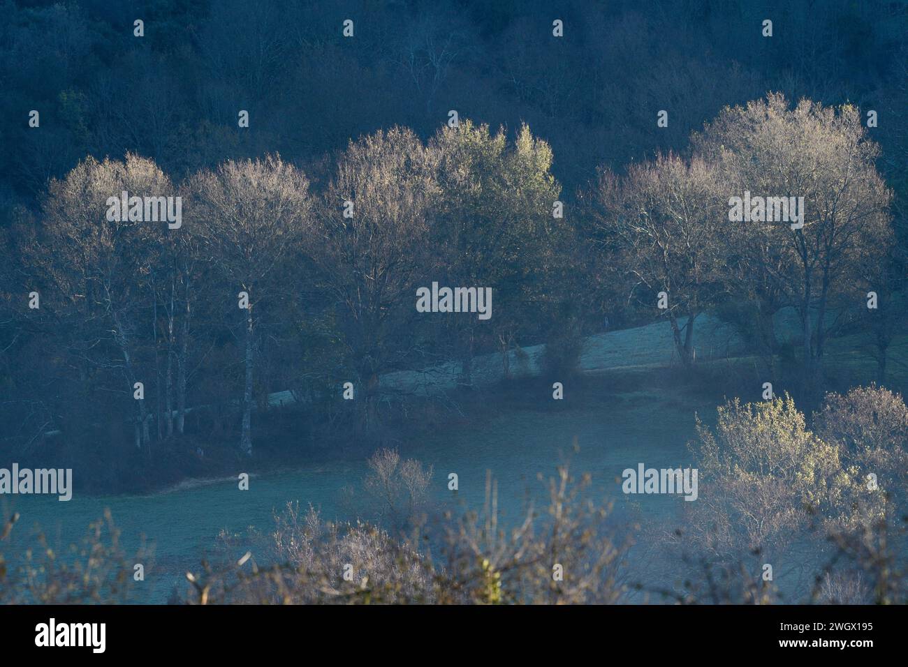 Lichter und Schatten zwischen den Bäumen der gefrorenen Landschaft bei Sonnenaufgang Stockfoto