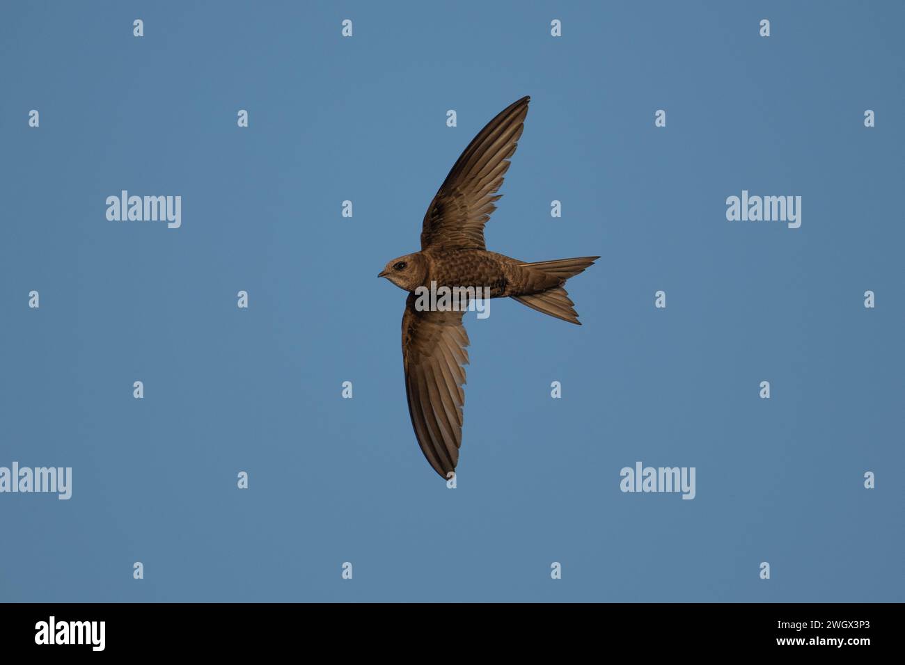 Pallid Swift (Apus pallidus) fliegt gegen den blauen Himmel in Llançà, Cataluna, Spanien, Juli 2023 Stockfoto