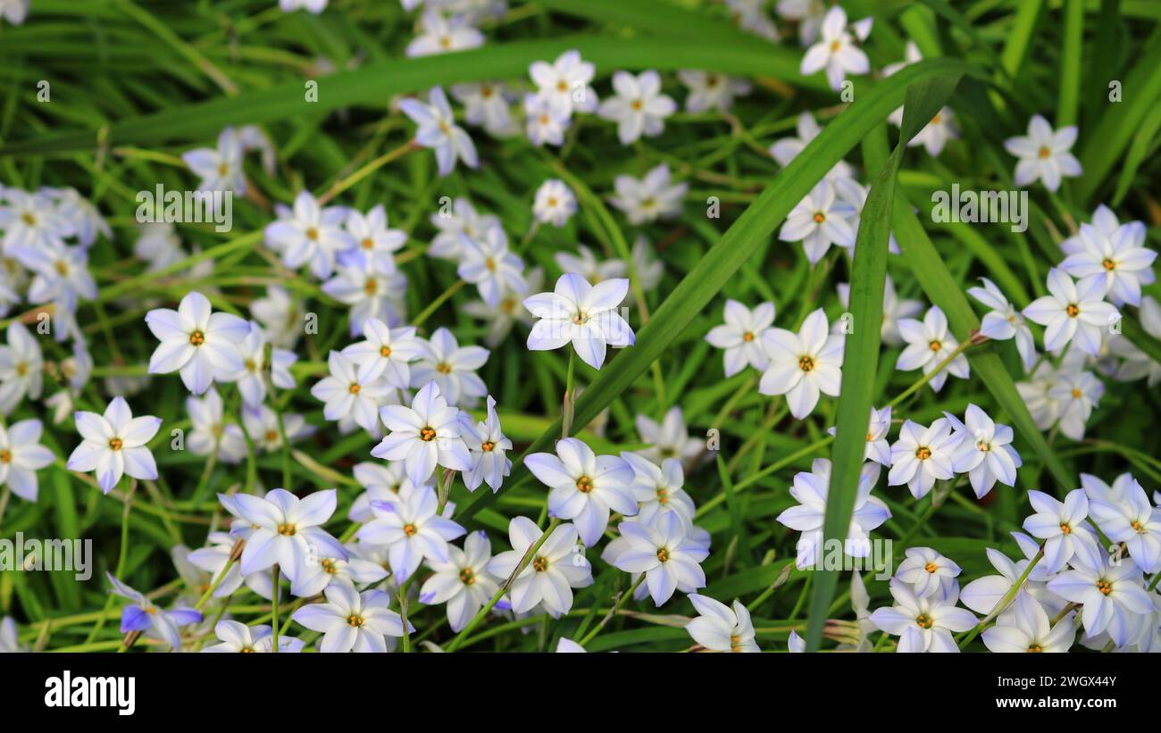 Ein Nahaufnahme-Hintergrundfoto eines Frühlings-Sternenblumenbeetes Stockfoto