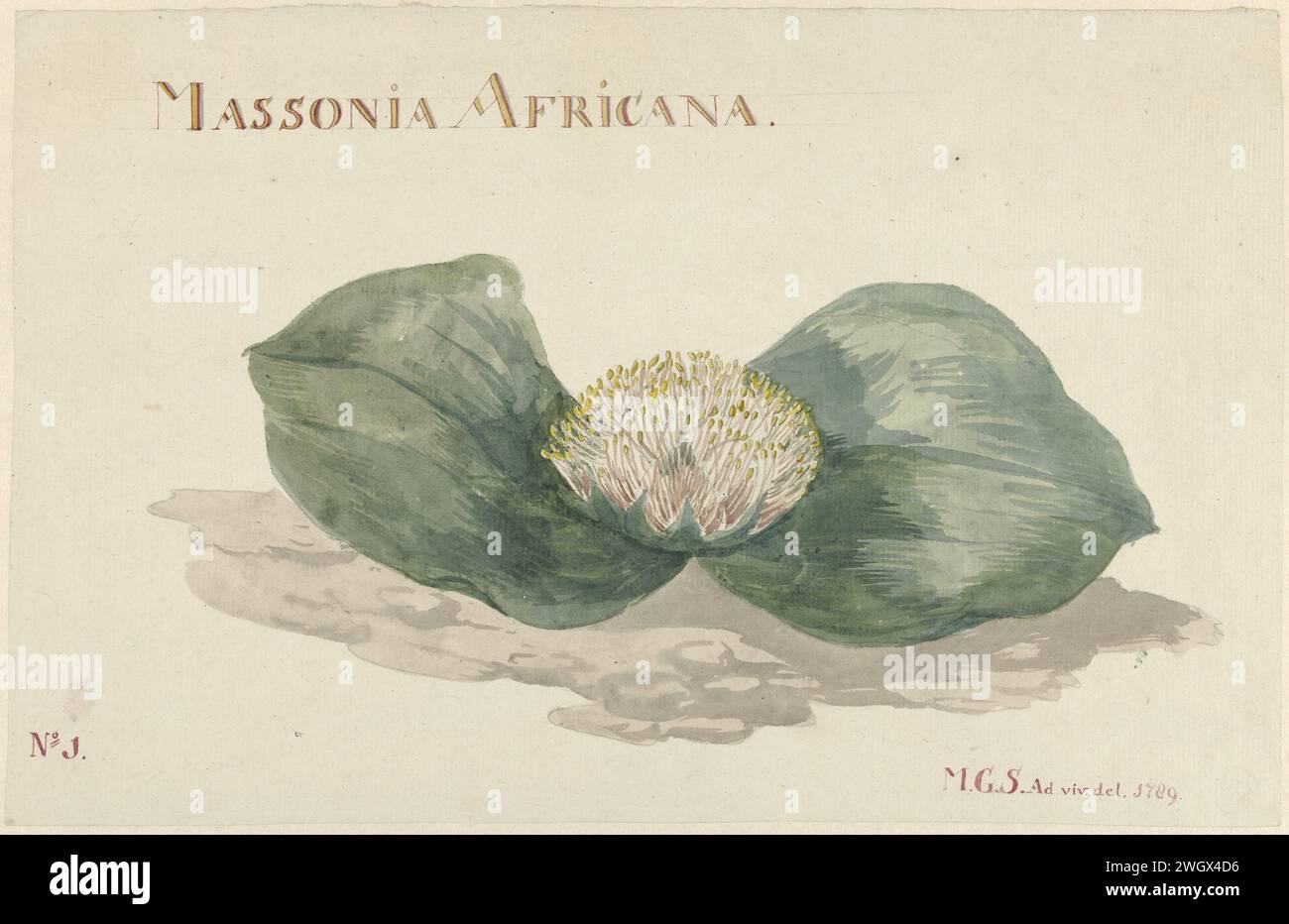 Bloem Massonia Africana, Maria Geertruida Barbiers-Snabilié, 1789 Zeichnung einer Seerosenblüte: Massonia Africana. Unten: Nr. 1. Papier. Aquarell (Farbe). Bleistiftpinselblüten: Massonia africana Stockfoto