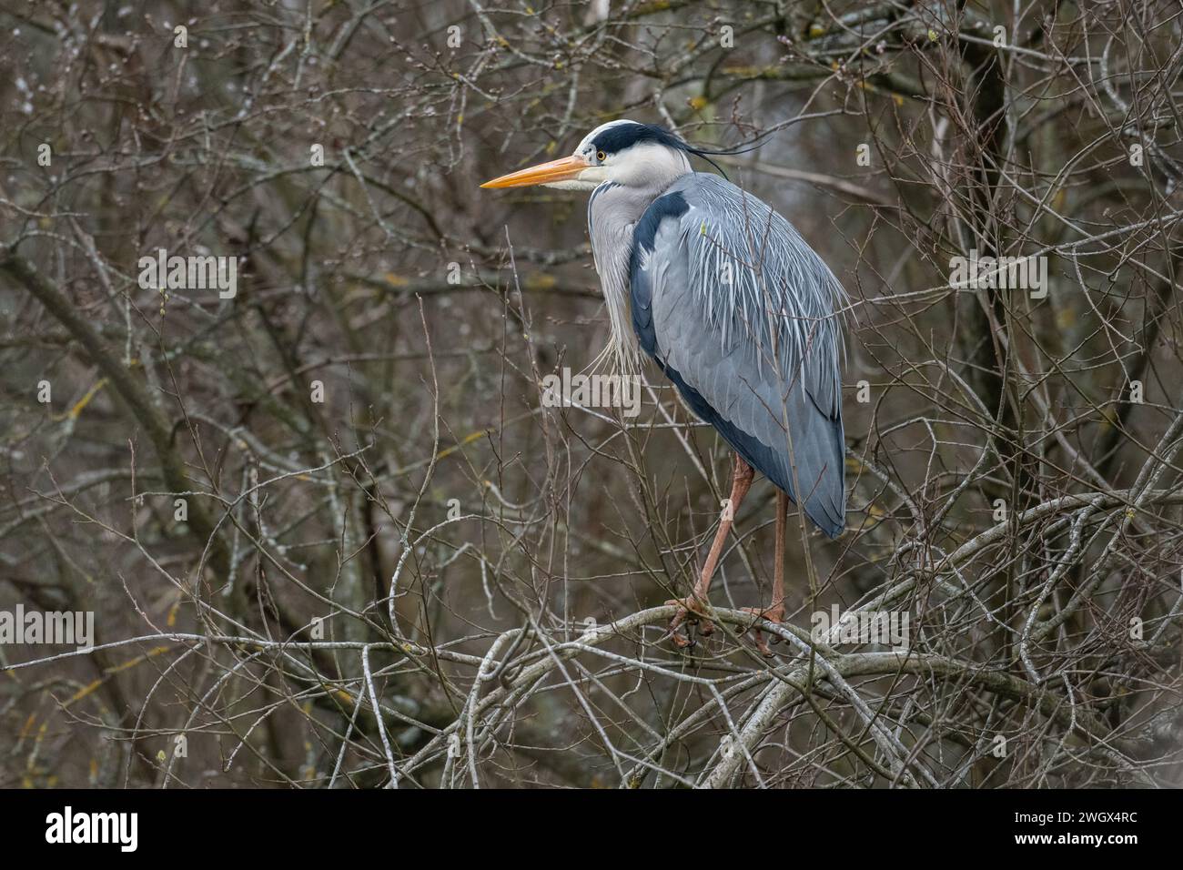 Erwachsenenzuchtgefieder Graureiher (Ardea cinerea) auf einem Baum im Dinton Pastures Country Park, Berkshire, Großbritannien, März 2023 Stockfoto