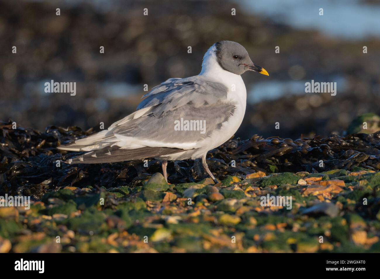 Sommergefieder für Erwachsene Sabine's Gull (Xema sabini) an Kieselstrand mit Meeresalgenhintergrund, Langstone Harbour, Hampshire, Großbritannien, Januar 2023 Stockfoto