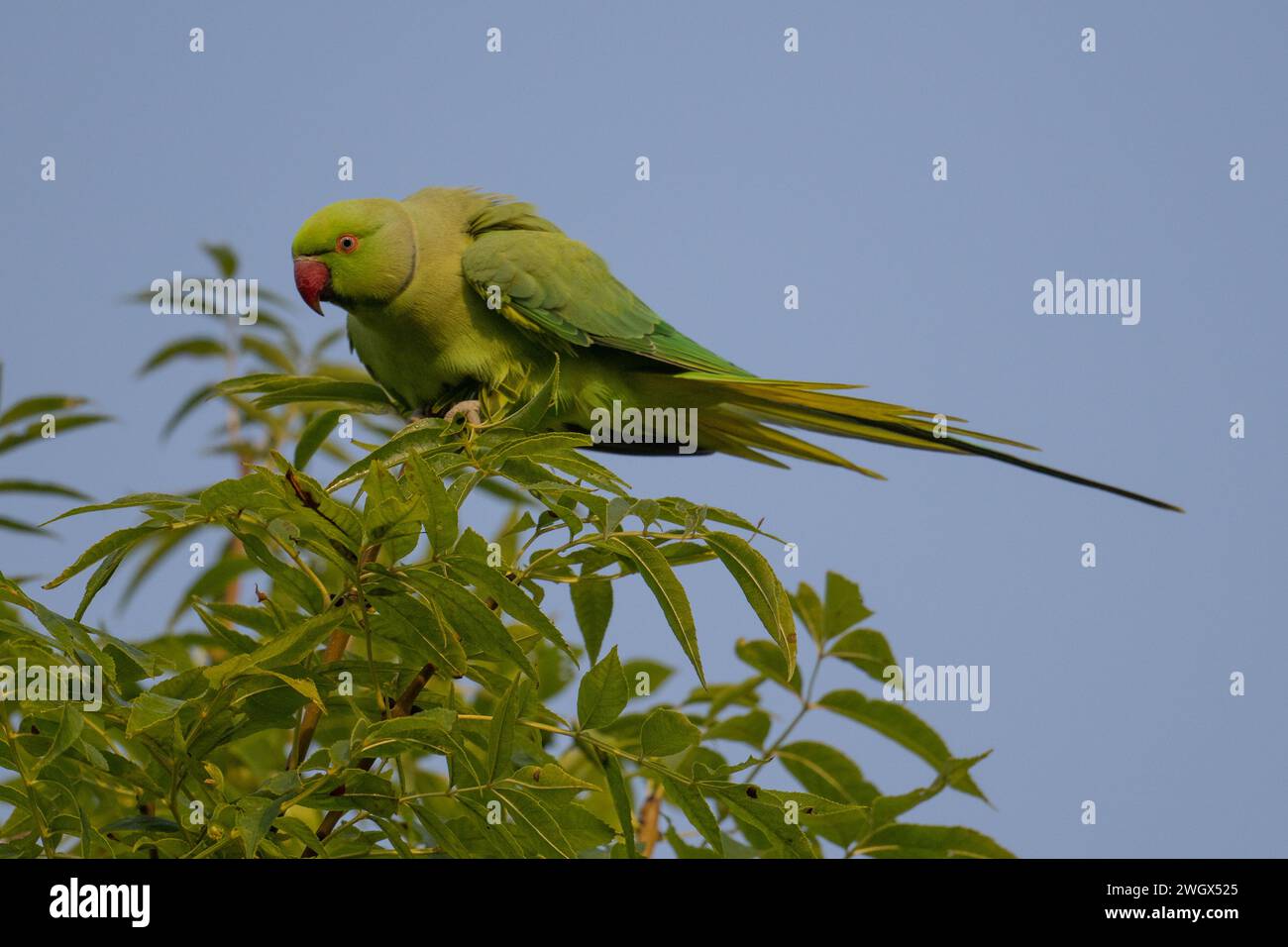 Rosenberingter oder Ringhals-Sittich (Psittacula krameri), der grüne Blätter vor blauem Himmel füttert, Berkshire, England, Großbritannien, September 2022 Stockfoto