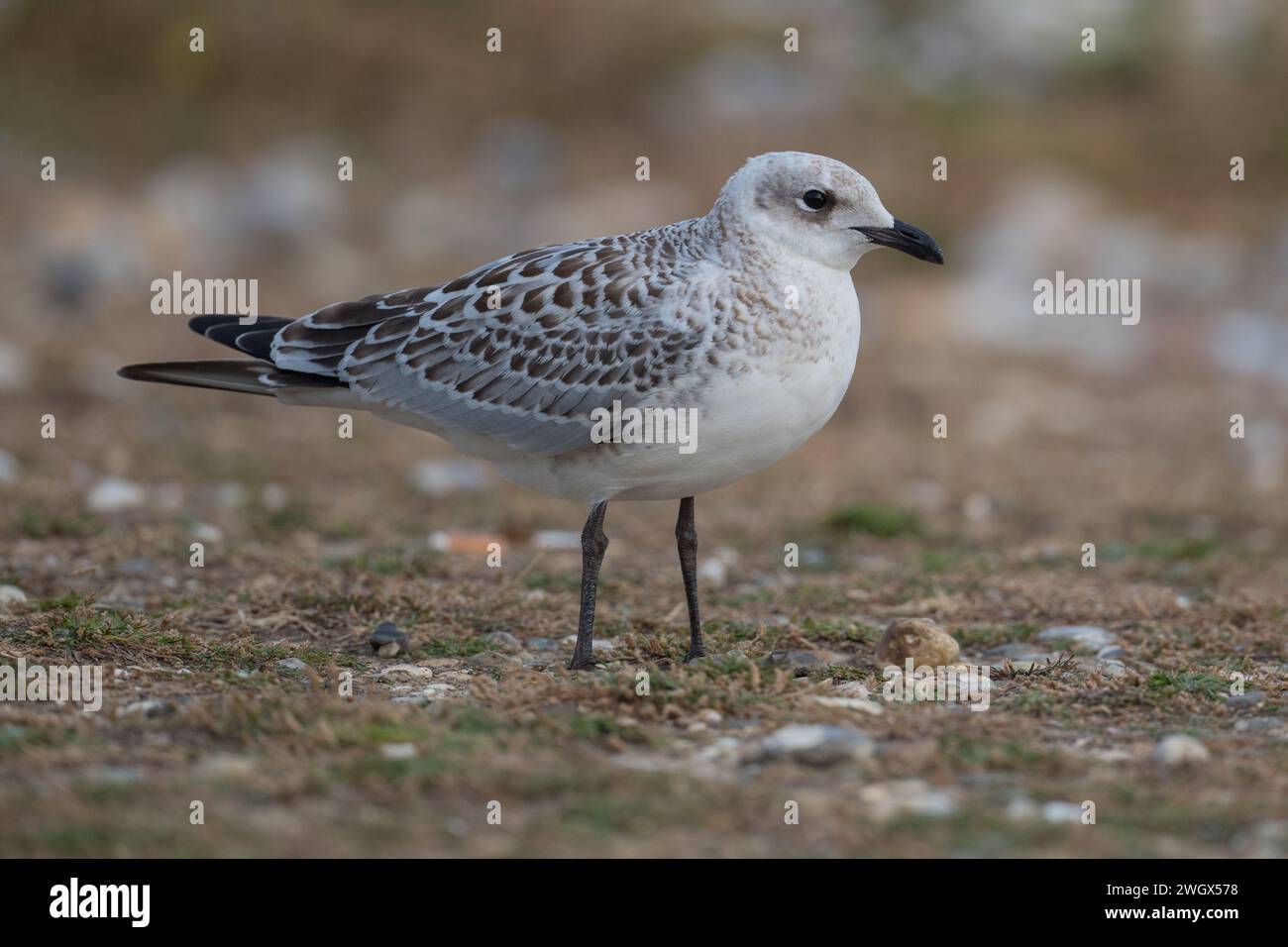 Die juvenile Mittelmeermöwe (Larus Melanocephalus) stand im Juli 2022 am Kieselstrand der Bracklesham Bay, West Sussex, UK Stockfoto