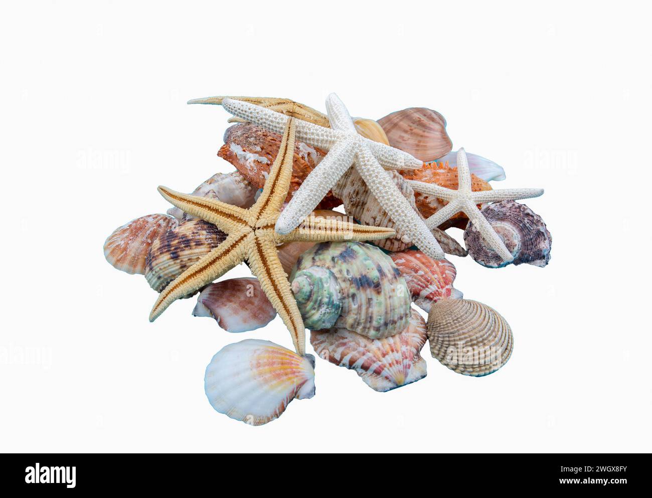 Verschiedene Muscheln, Konzept, Design, Foto, Hintergrund Stockfoto