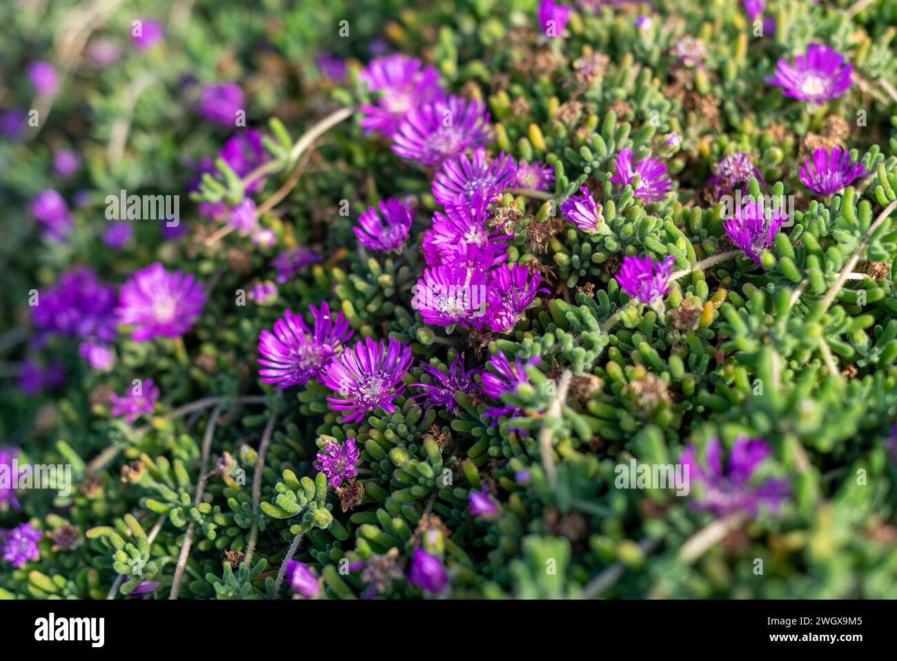 Lila Blumen auf Eispflanze Stockfoto