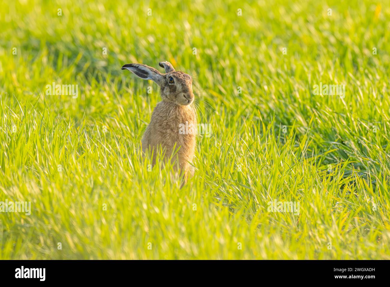 Brauner Hase saß auf einem üppig grünen Feld Stockfoto