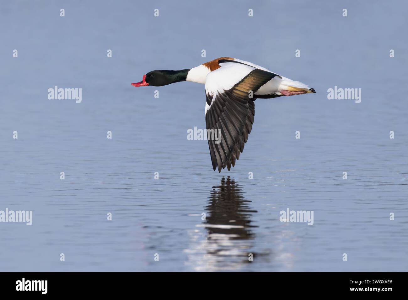 Drake-Schutzentte, die tief über Wasser fliegt Stockfoto