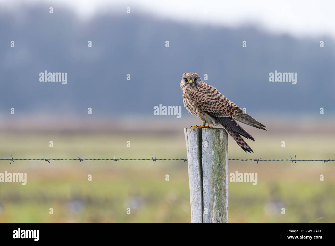 Ein junger Falke (falco tinnunkulus) steht auf einem hölzernen Zaunpfosten mit Stacheldraht auf einem Feld. Stockfoto