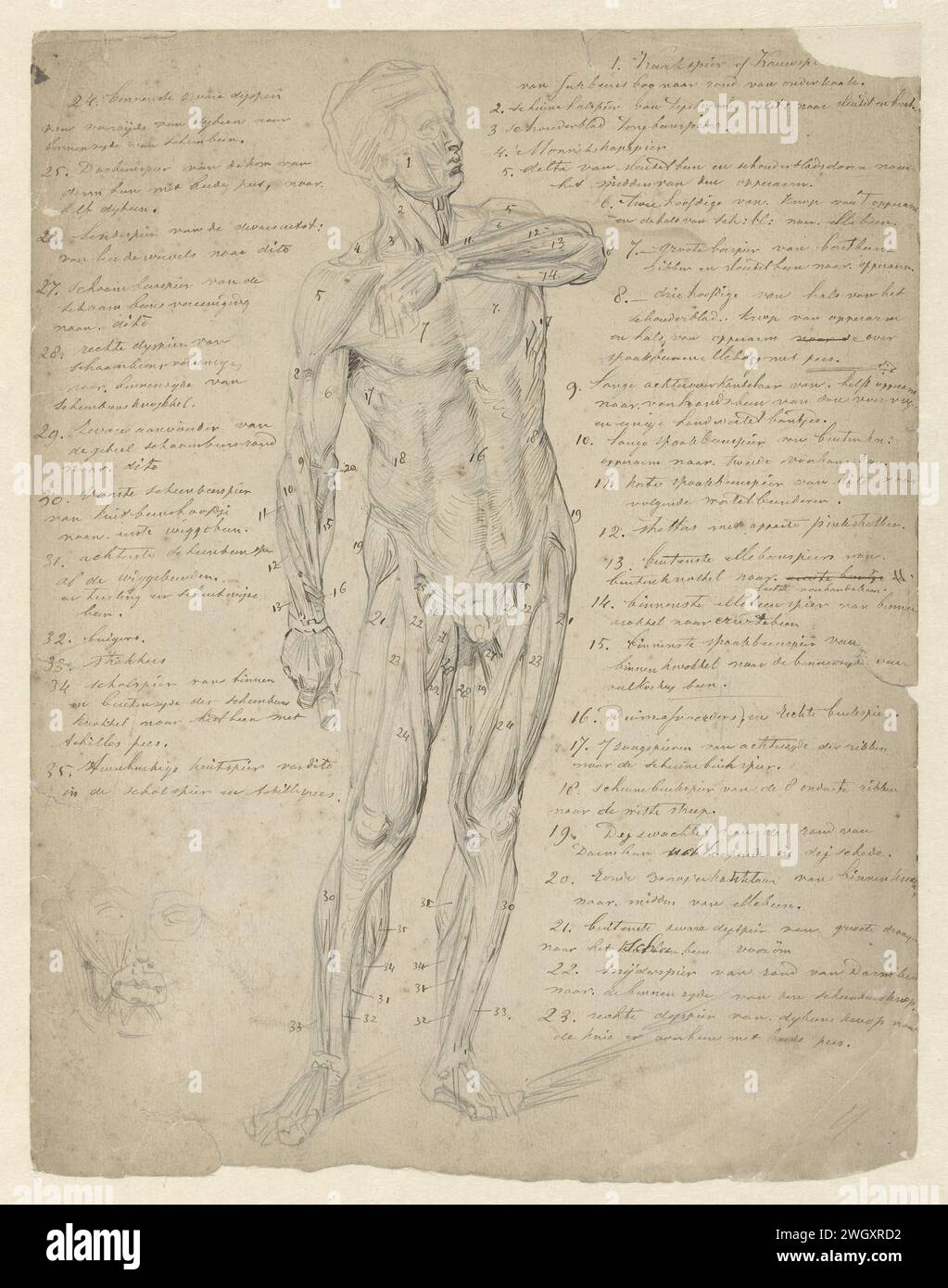 Anatomische Studie der stehenden menschlichen Figur, Johan Braakensiek, 1868 - 1940 Zeichnung Anatomische Studie der stehenden menschlichen Figur, mit Notizen; auf der Verso auch einige detaillierte Studien der Muskeln. Papier. Tinte. Stiftmuskeln Stockfoto