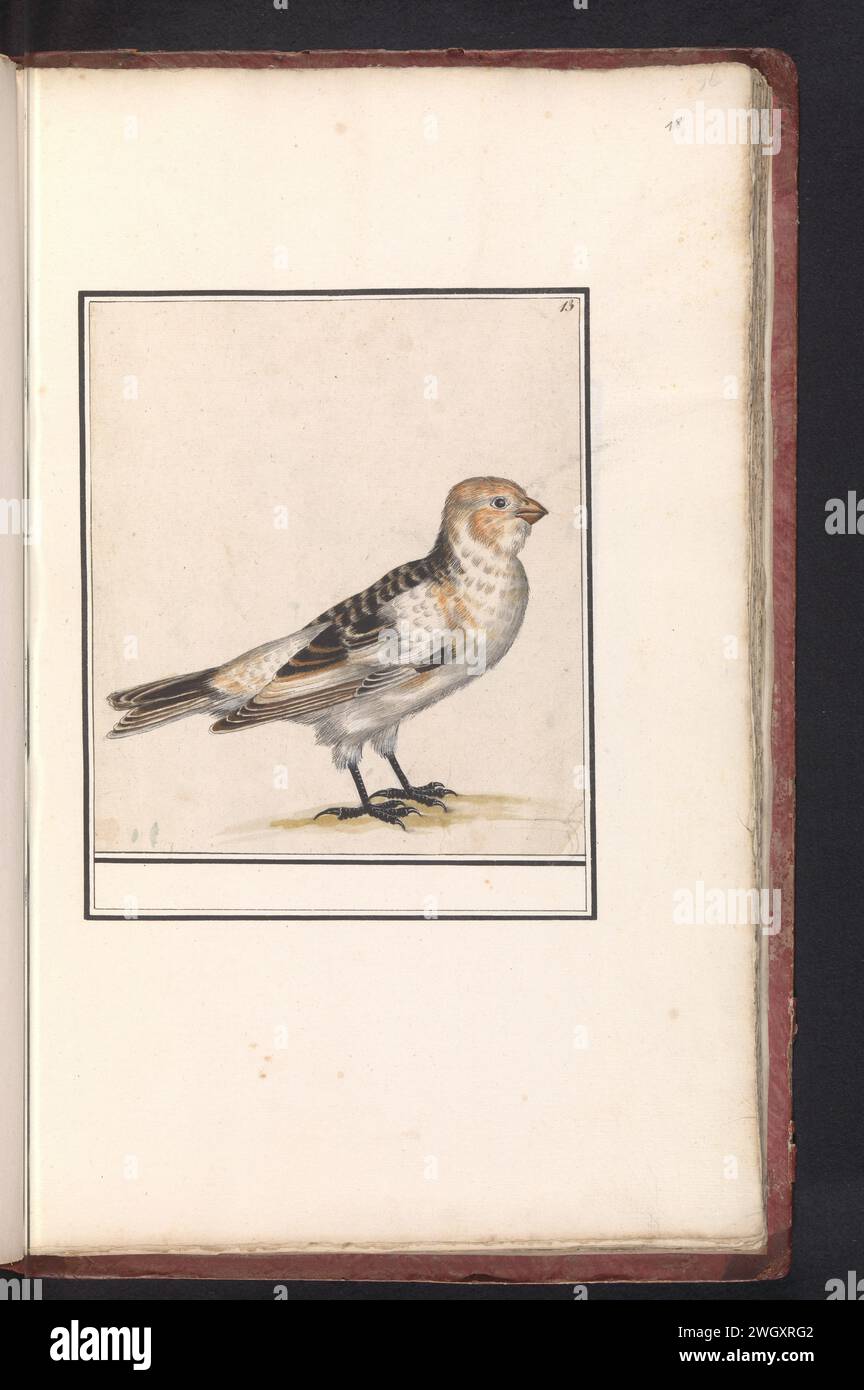 Sneeuwgors (Postrophenax nondalis), Anselmus Boëtius de Boodt, 1596–1610 Zeichnung von Schneeböcken. Oben rechts nummeriert: 13. Teil des zweiten Albums mit Zeichnungen von Vögeln. Viertes von zwölf Alben mit Zeichnungen von Tieren, Vögeln und Pflanzen, die um 1600 bekannt waren, im Auftrag von Kaiser Rudolf II. Entstanden Mit Erläuterungen in Niederländisch, Lateinisch und Französisch. Zeichner: Praagdraughtsman: Delfter Papier. Aquarell (Farbe). Deckfarbe. Bleistiftpinsel-Singvögel: Schneehaufen Stockfoto