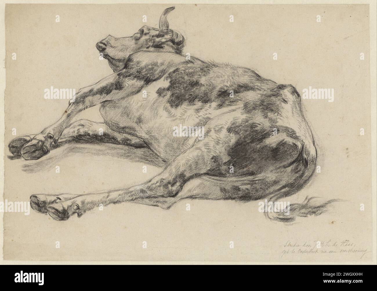 Death Beef, nach einer Flut in Oosterbeek, Johannes Hubertus Leonardus de Haas, 1842 - 1908 Zeichenpapier. Kreidekuh (+ sterbendes Tier; Tod des Tieres; totes Tier) Stockfoto