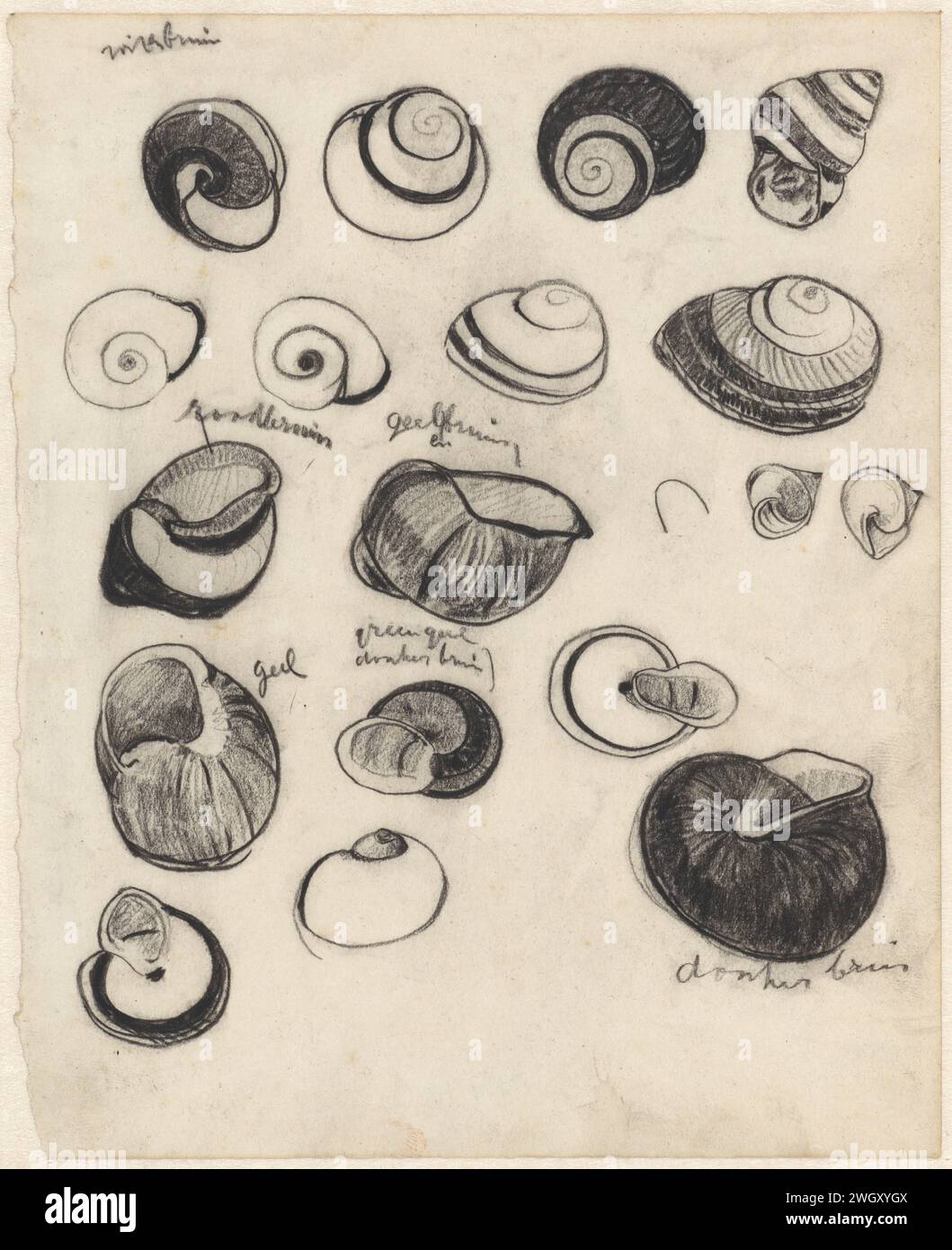 Arbeitsblatt mit Muscheln, Theo Nieuwenhuis, Zeichenpapier 1876 - 1951. KreideWeichtiere (+ Muscheln, Schneckenschalen usw.) Stockfoto