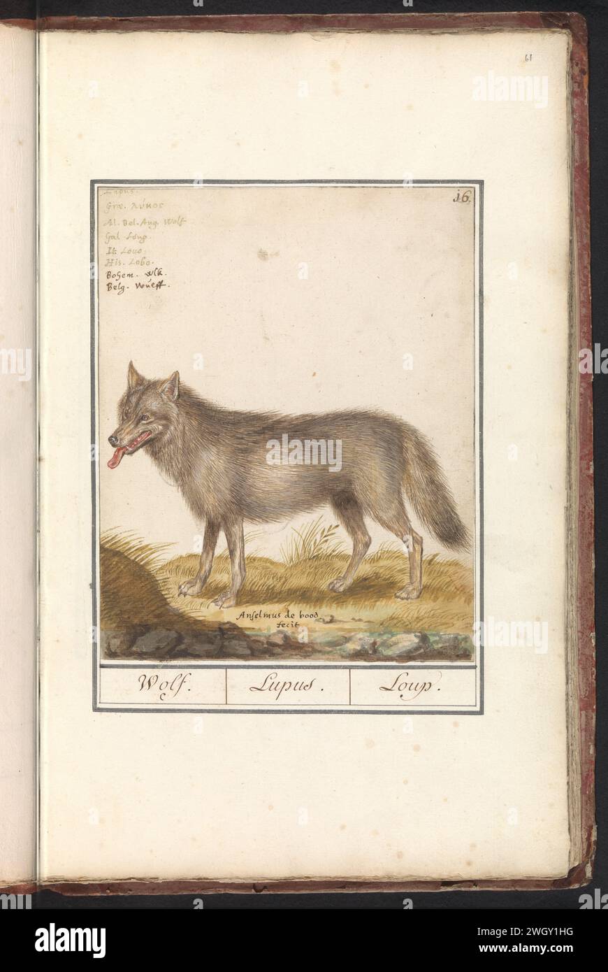 Wolf (Canis Lupus), Anselmus Boëtius de Boodt, 1596–1610 Zeichnung Wolf. Oben rechts nummeriert: 16. Oben links der Name in acht Sprachen. Teil des ersten Albums mit Zeichnungen von vierbeinigen Freunden. Das erste von zwölf Alben mit Zeichnungen von Tieren, Vögeln und Pflanzen, die um 1600 bekannt sind, wurde von Kaiser Rudolf II. In Auftrag gegeben Mit Erläuterungen in Niederländisch, Lateinisch und Französisch. Prager Zeitung. Aquarell (Farbe). Deckfarbe. Tuschpinsel / Federtiere der Raubtiere, Raubtiere: wolf Stockfoto