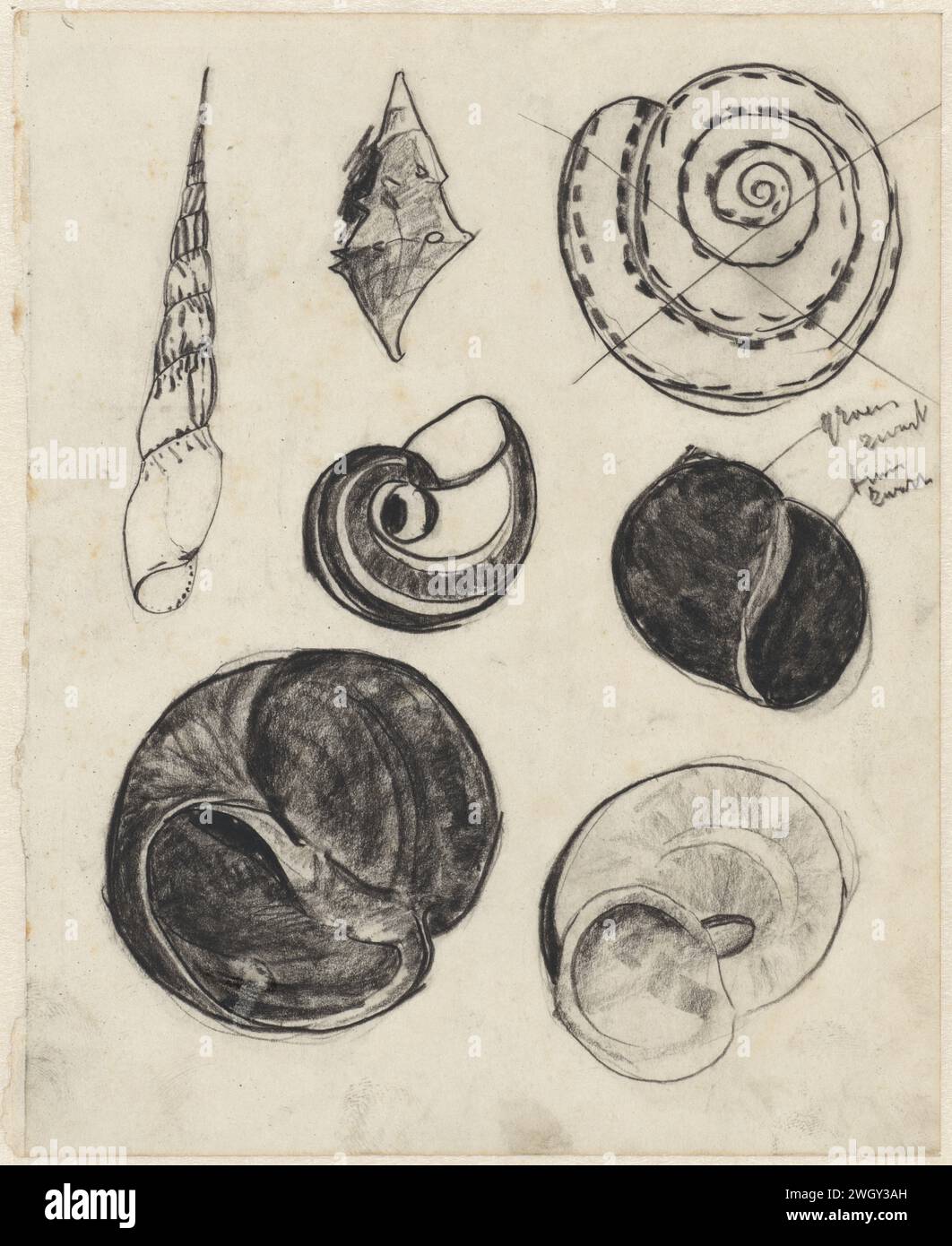 Arbeitsblatt mit Muscheln, Theo Nieuwenhuis, Zeichenpapier 1876 - 1951. KreideWeichtiere (+ Muscheln, Schneckenschalen usw.) Stockfoto