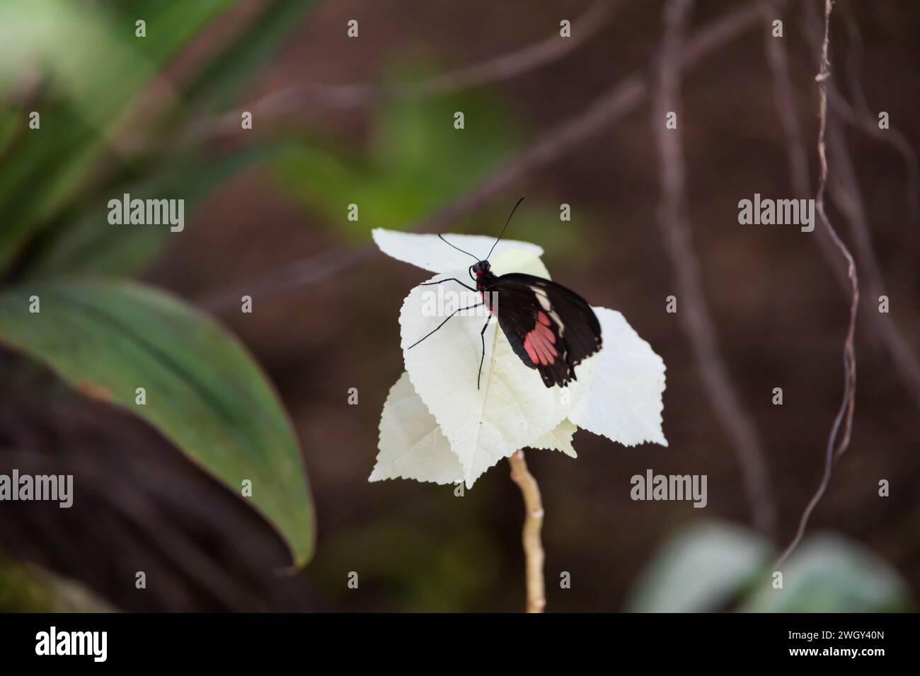 Bunter Schmetterling, der auf weißer Blume sitzt Stockfoto