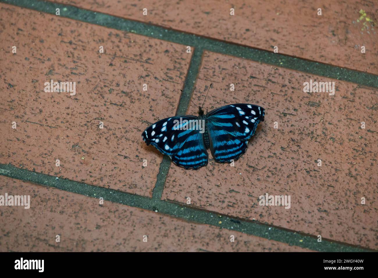 Farbenfroher blauer Schmetterling auf dem Boden Stockfoto
