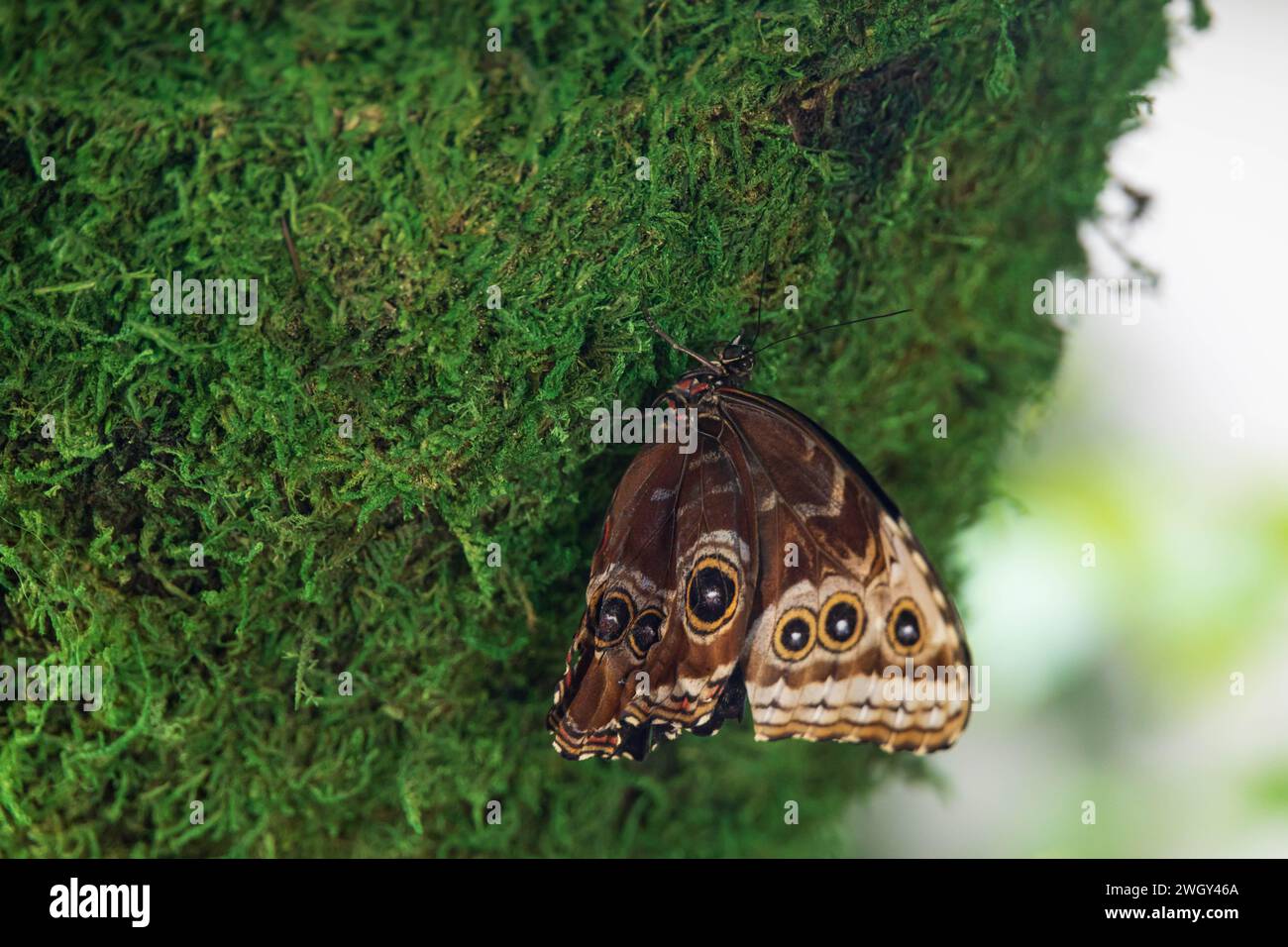 Bunter Schmetterling, der auf grünen Blättern sitzt Stockfoto