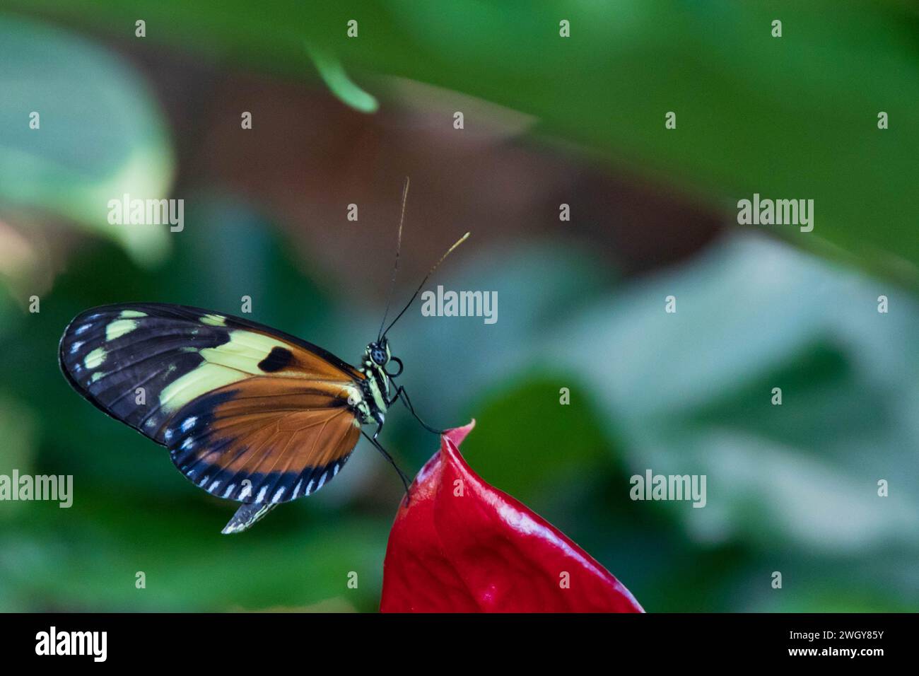 Bunter Schmetterling, der auf roter Blume sitzt Stockfoto