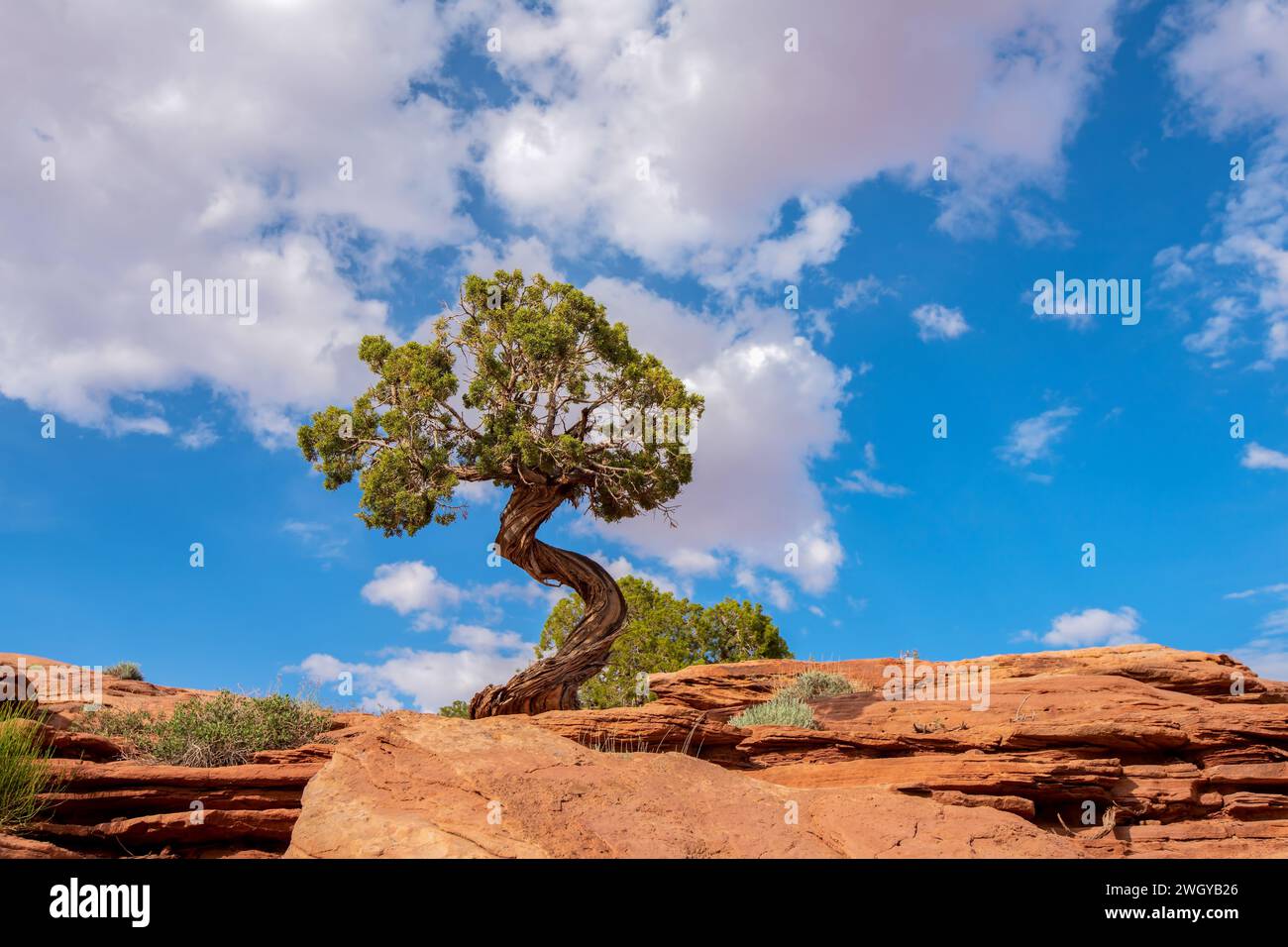 Wacholderbaum überlebt auf Felsen in Utah Stockfoto