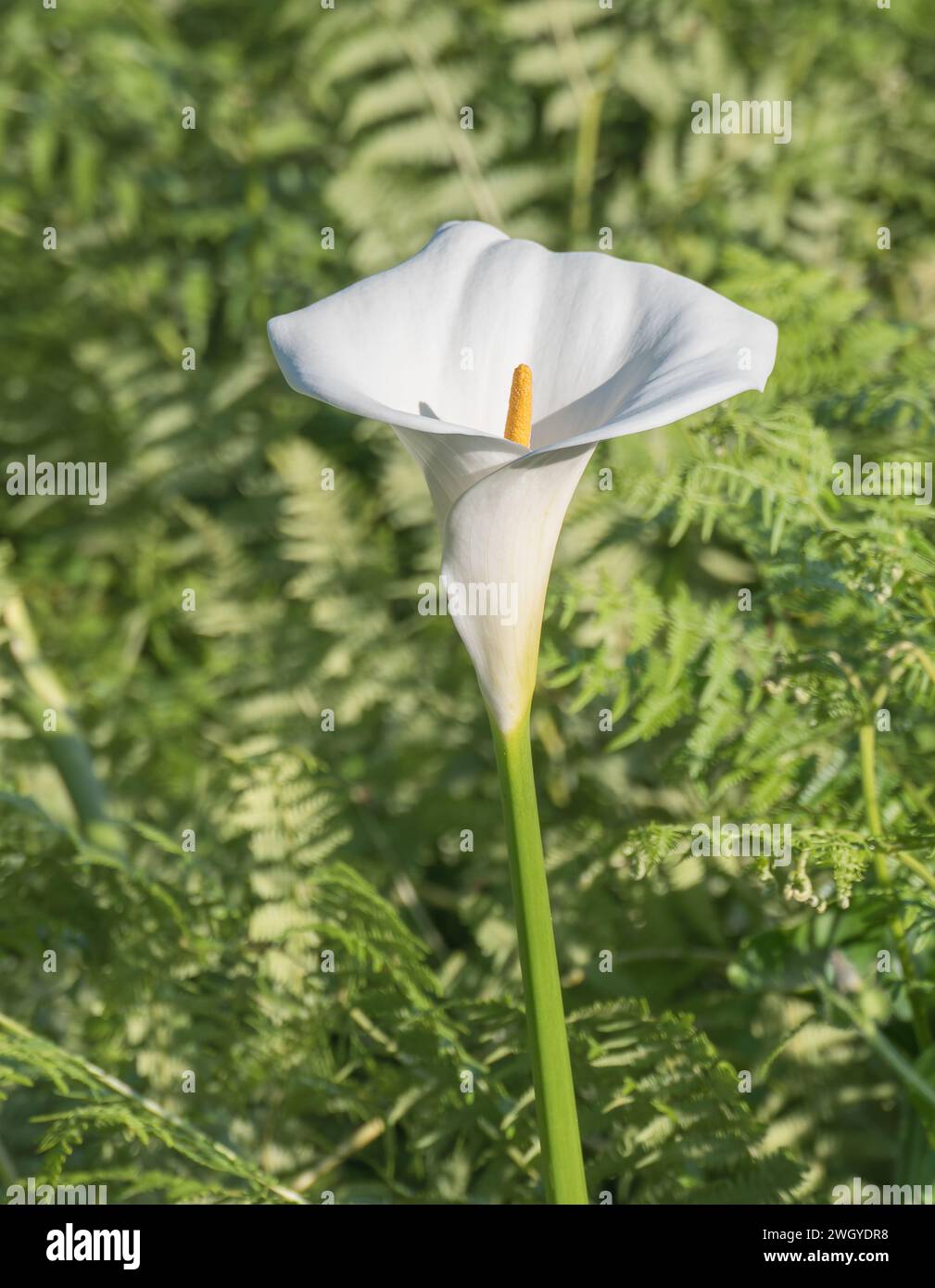 Zantedeschia Blume blüht aus nächster Nähe mit Sonnenlicht im Freien Stockfoto