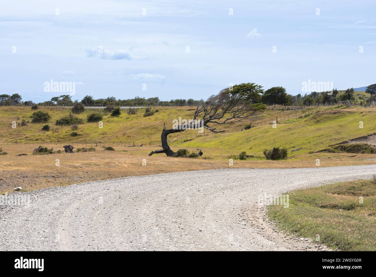 Baum, der vom Wind auf einer Landstraße verdreht wird Stockfoto