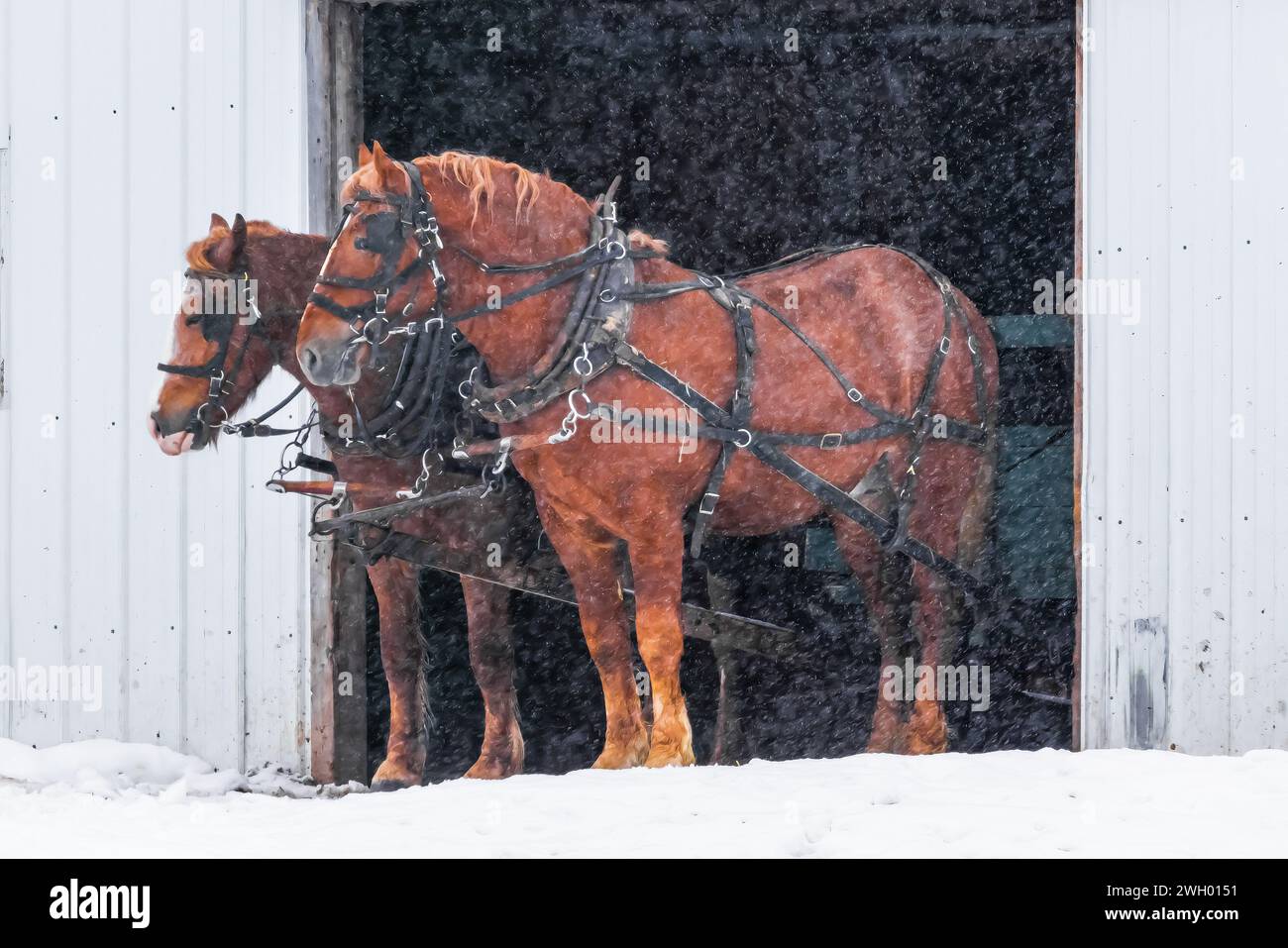 Amish-Team aus belgischen Zugpferden, bereit für die Arbeit in Mecosta County, Michigan, USA [keine Freigabe der Immobilie; nur redaktionelle Lizenzierung] Stockfoto