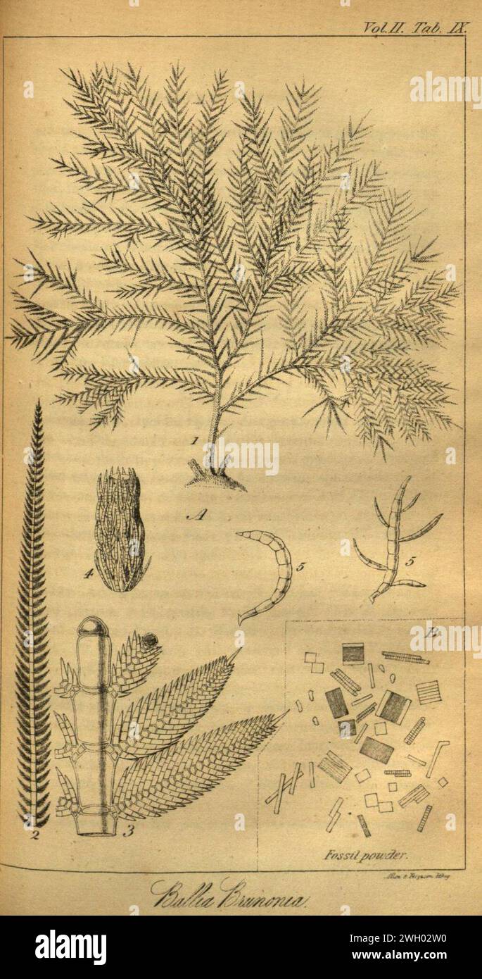 Brunonia australis -Fotos und -Bildmaterial in hoher Auflösung – Alamy