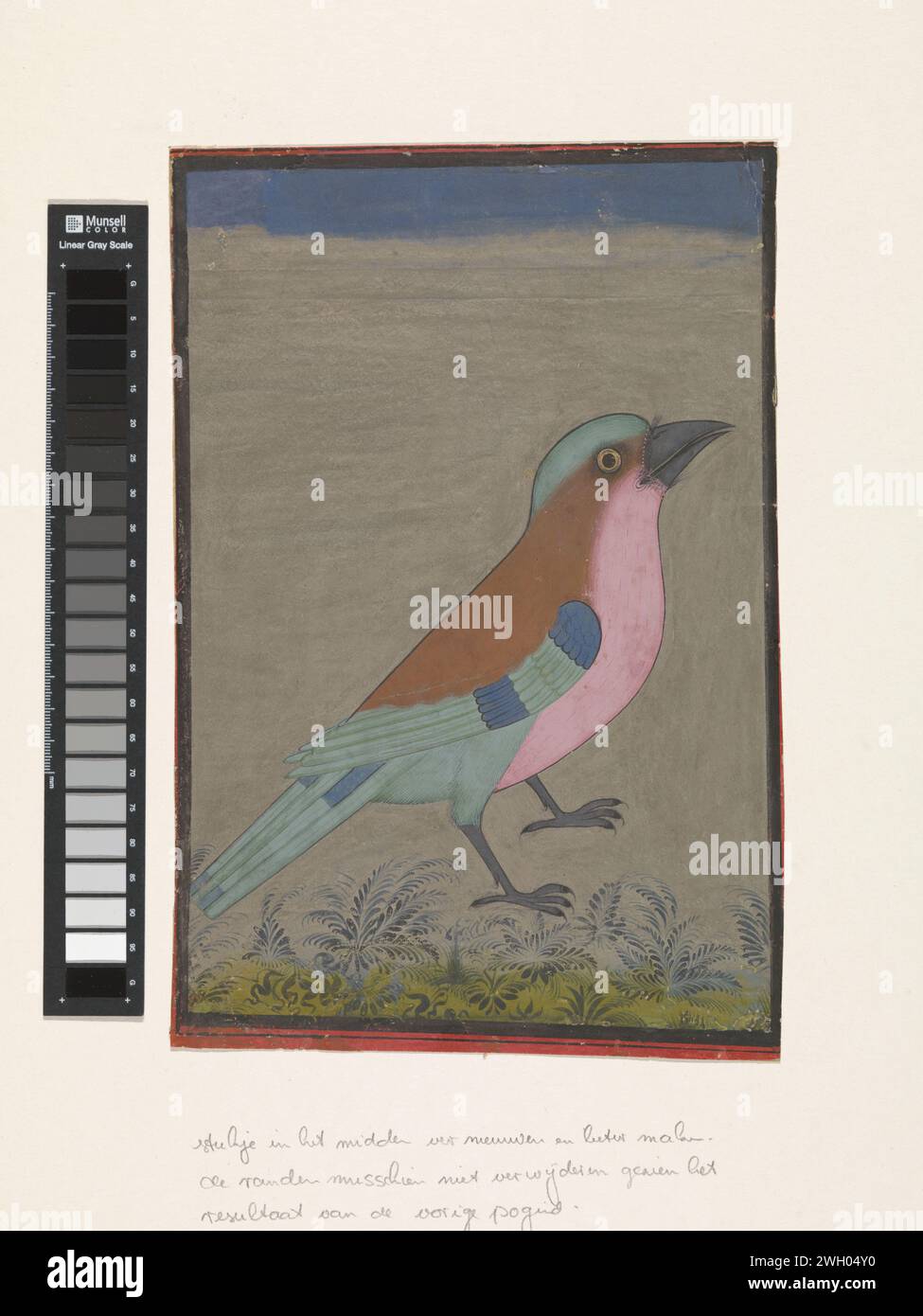 Kouw, Anonym, 1840 - 1860 indische Miniatur. Vor einem einfachen grauen Hintergrund mit einem dunkelblauen Streifen des Himmels und einigen stilisierten Büschen am unteren Rand ist ein Kouw in Pink, Braun, Grün und Grau dargestellt. Am unteren Rand der zeigt eine schmale Kante in Rot, Spuren davon sind immer noch auf der Oberseite und den Seiten zu sehen, um eine schwarze Verkleidung. Indien Papierbürste Stockfoto