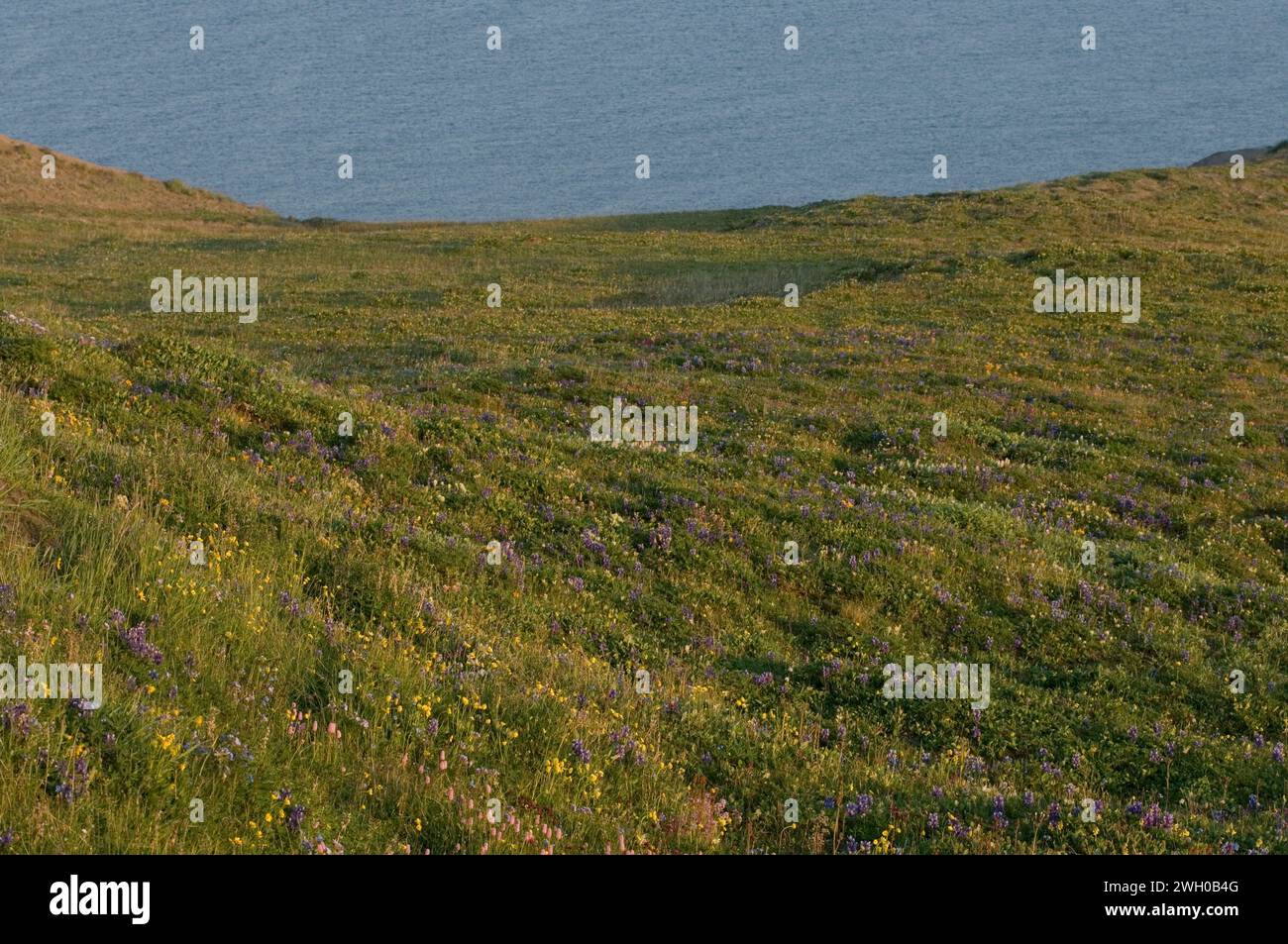 Arctic Lupine Lupinus arcticus Arctic Mohn White Mountain avens andere Wildblumen blühen in der arktischen Tundra Arctic National Wildlife Refuge A Stockfoto