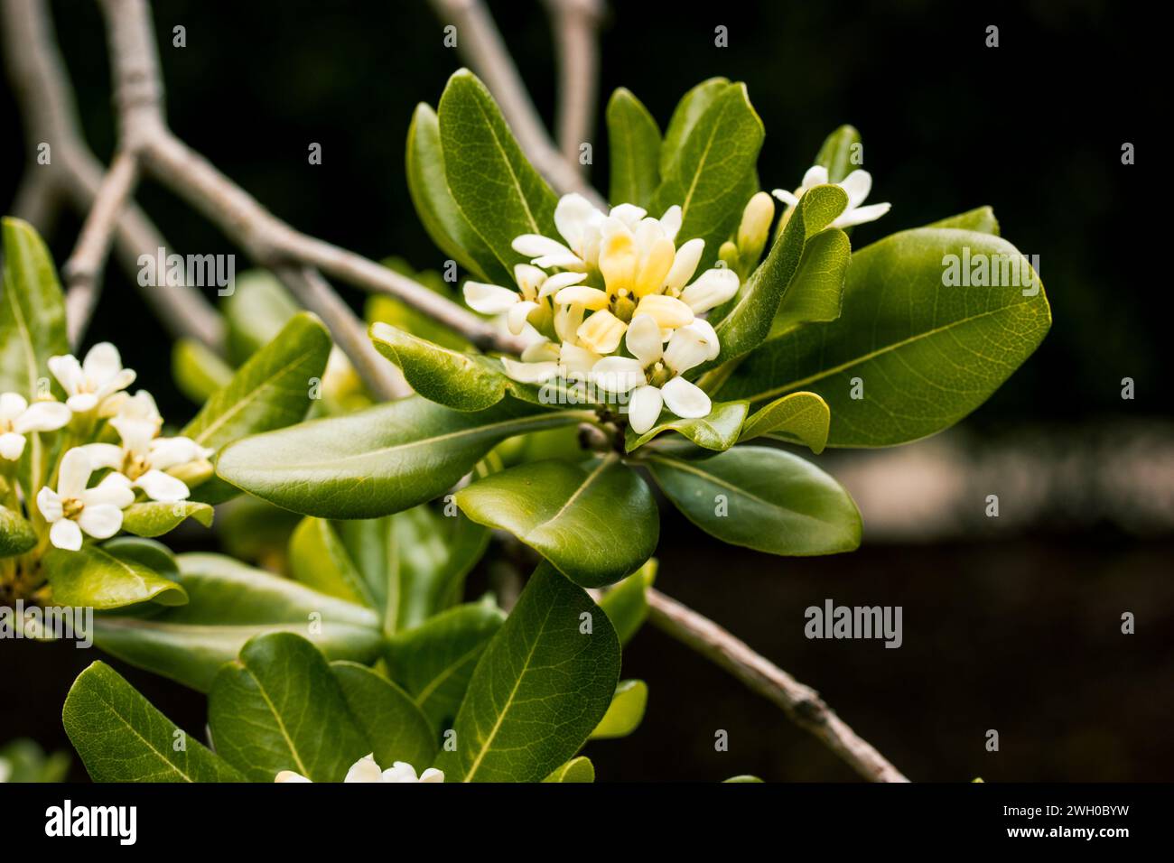 Pittosporum tobira süß riechende blühende Pflanze. Australischer Lorbeer, japanisches Pittosporum, falsche Orange, japanisches Käseholz. Kleine weiße Blumen. Stockfoto