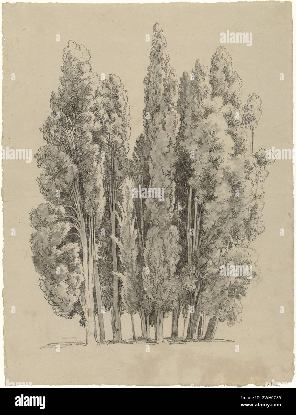 Gruppe Cipressen, Hendrik Voogd, 1788–1839, Zeichnen von Rom Papier. Bäume: zypresse Stockfoto
