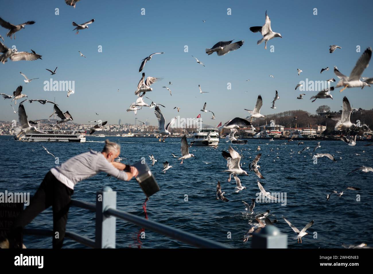 Istanbul, Türkei. Februar 2024. Möwen in Hülle und Fülle in der Nähe der Galata-Brücke im Zentrum von Istanbul. Quelle: SOPA Images Limited/Alamy Live News Stockfoto