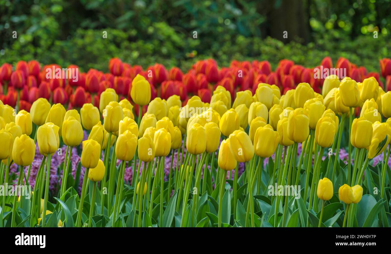 Tulpenzwiebelfeld im Garten bei Lisse bei Amsterdam Holland Niederlande Stockfoto