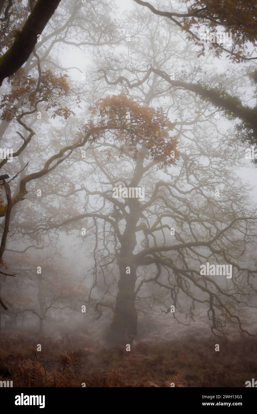 Der Wald des Dekans an einem nebeligen Wintermorgen Stockfoto